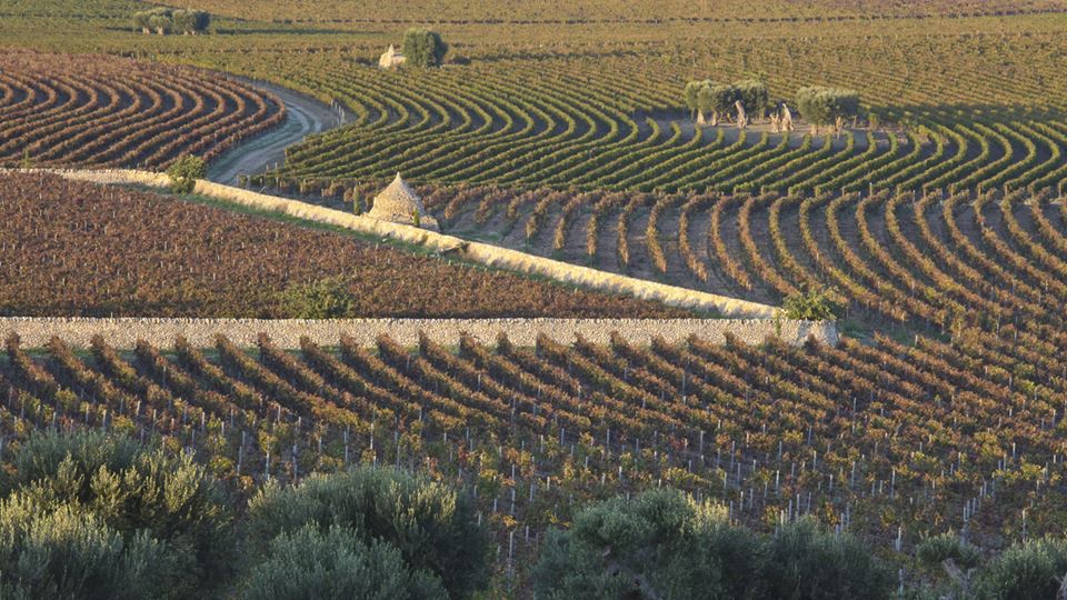 amastuola_vineyards