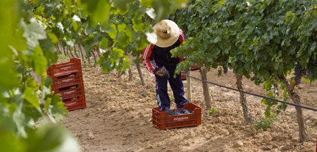 elena_harvest