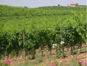 Vineyard